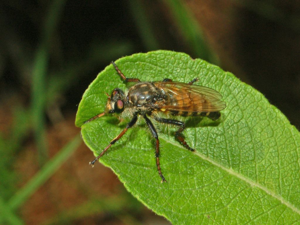 Asilidae in amore e non